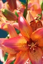 Orange lilies Royalty Free Stock Photo