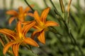 Orange lilies bloom in the garden. Close up Royalty Free Stock Photo