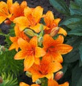 Orange Lilies Royalty Free Stock Photo