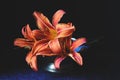 Orange lilies in a blue antique bowl