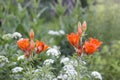 Orange lilies in countryside setting. Expression of nature, simplicity, and warmth Royalty Free Stock Photo