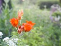 Orange lilies in countryside setting. Expression of nature, simplicity, and warmth Royalty Free Stock Photo