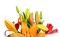 Orange lilies flower bouquet isolated