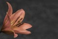 Orange lilies flowers on dark blur background Royalty Free Stock Photo