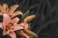 Orange lilies flowers on dark blur background Royalty Free Stock Photo