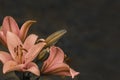 Orange lilies flowers on dark blur background Royalty Free Stock Photo