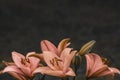 Orange lilies flowers on dark blur background Royalty Free Stock Photo