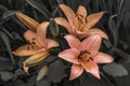 Orange lilies flowers on dark blur background Royalty Free Stock Photo