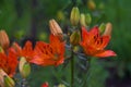 Orange lilies in the garden Royalty Free Stock Photo