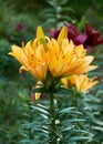 Orange lilies in the garden close-up. Selective focus Royalty Free Stock Photo