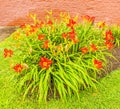 Orange lily in grass lawn and brick wall