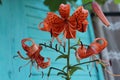 Orange lilies at the house, flowers Royalty Free Stock Photo