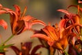 Orange lilium Royalty Free Stock Photo