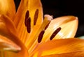 Orange lilium blossom macro on black Royalty Free Stock Photo