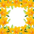 Orange Lilium candidum, the Madonna lily Border on White Background. Vector Illustration Royalty Free Stock Photo