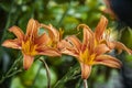 Orange Lilium flower detail 3 Royalty Free Stock Photo