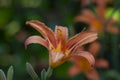 Orange Lilium flower detail 4 Royalty Free Stock Photo