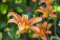 Orange Lilium flower detail 5 Royalty Free Stock Photo