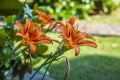 Orange Lilium flower detail 7 Royalty Free Stock Photo