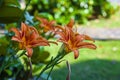 Orange Lilium flower detail 8 Royalty Free Stock Photo