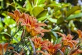 Orange Lilium flower detail 9 Royalty Free Stock Photo