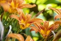 Orange Lilium flower detail 2 Royalty Free Stock Photo