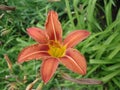 Orange lilium flower, orange day lily Royalty Free Stock Photo