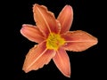 Orange lilium flower, orange day lily isolated on black Royalty Free Stock Photo