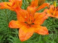 Orange lilium flower Royalty Free Stock Photo