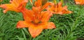 Orange lilium flower with water drops after rain. Royalty Free Stock Photo