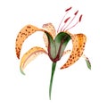 Orange lilium maculantum floral botanical flower. Watercolor background set. Isolated lily illustration element.