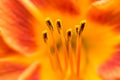 Orange Lilium Pistil Nectar Royalty Free Stock Photo