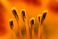 Orange Lilium Pistil Nectar Royalty Free Stock Photo