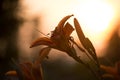 Orange Lilium Royalty Free Stock Photo