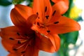 Orange Lillies Royalty Free Stock Photo