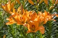 Orange lillies in bloom Royalty Free Stock Photo