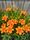 Orange lillies Royalty Free Stock Photo