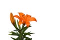 Orange lilly Royalty Free Stock Photo