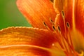 Orange lily detail Royalty Free Stock Photo