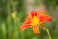 Orange Lilly flower Royalty Free Stock Photo