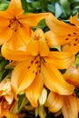 Orange lilly flower Royalty Free Stock Photo