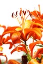 orange lilly flower isolated Royalty Free Stock Photo