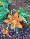 Orange Lilly flower Royalty Free Stock Photo