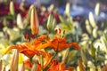 Orange lilly flower in nature background Royalty Free Stock Photo