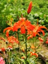 orange lilly flower texture Royalty Free Stock Photo