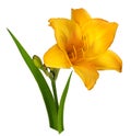 Orange Lilly flower on white Royalty Free Stock Photo