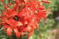 orange lilly flowers Royalty Free Stock Photo