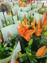 Orange lilly flowers Royalty Free Stock Photo