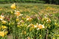 Orange Lilly in a Garden Royalty Free Stock Photo