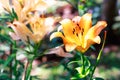 Orange lilly in the garden and tone Royalty Free Stock Photo